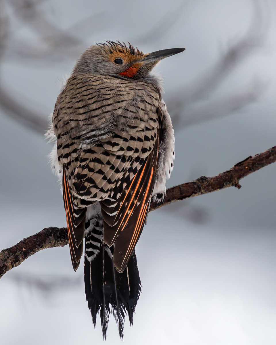 Red-shafted Northern Flicker, male