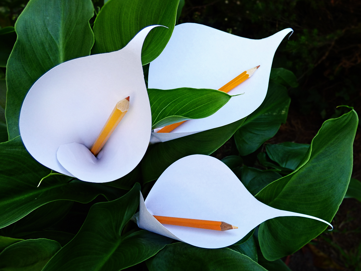 Pencil Lilies