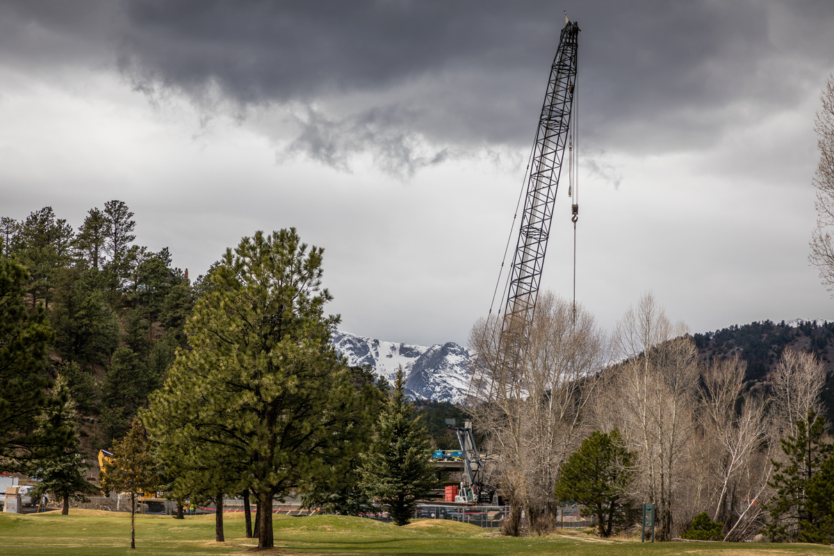 The non-indigenous Crane