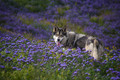 pups in purple