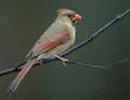 Early Spring Cardinals