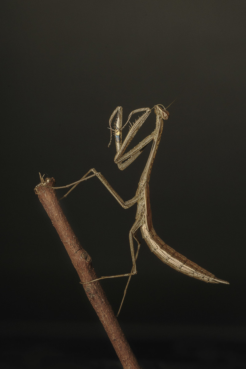 Dancing Mantis 