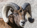 Bighorn Sheep