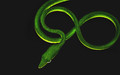 Green snake body  Curves like eight
