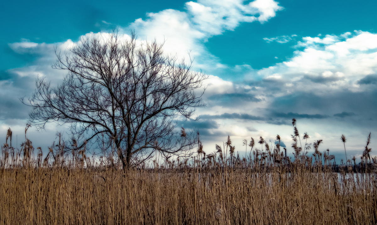 A tree on the bird island