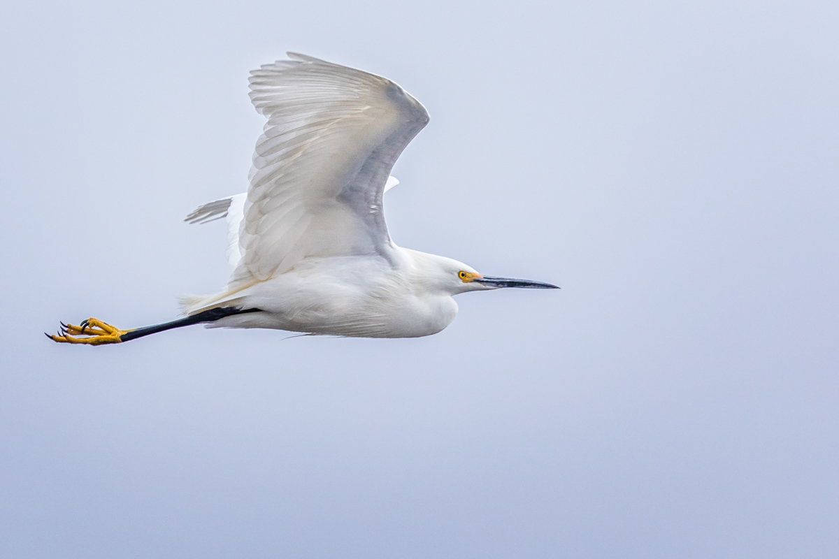 Determined Migration