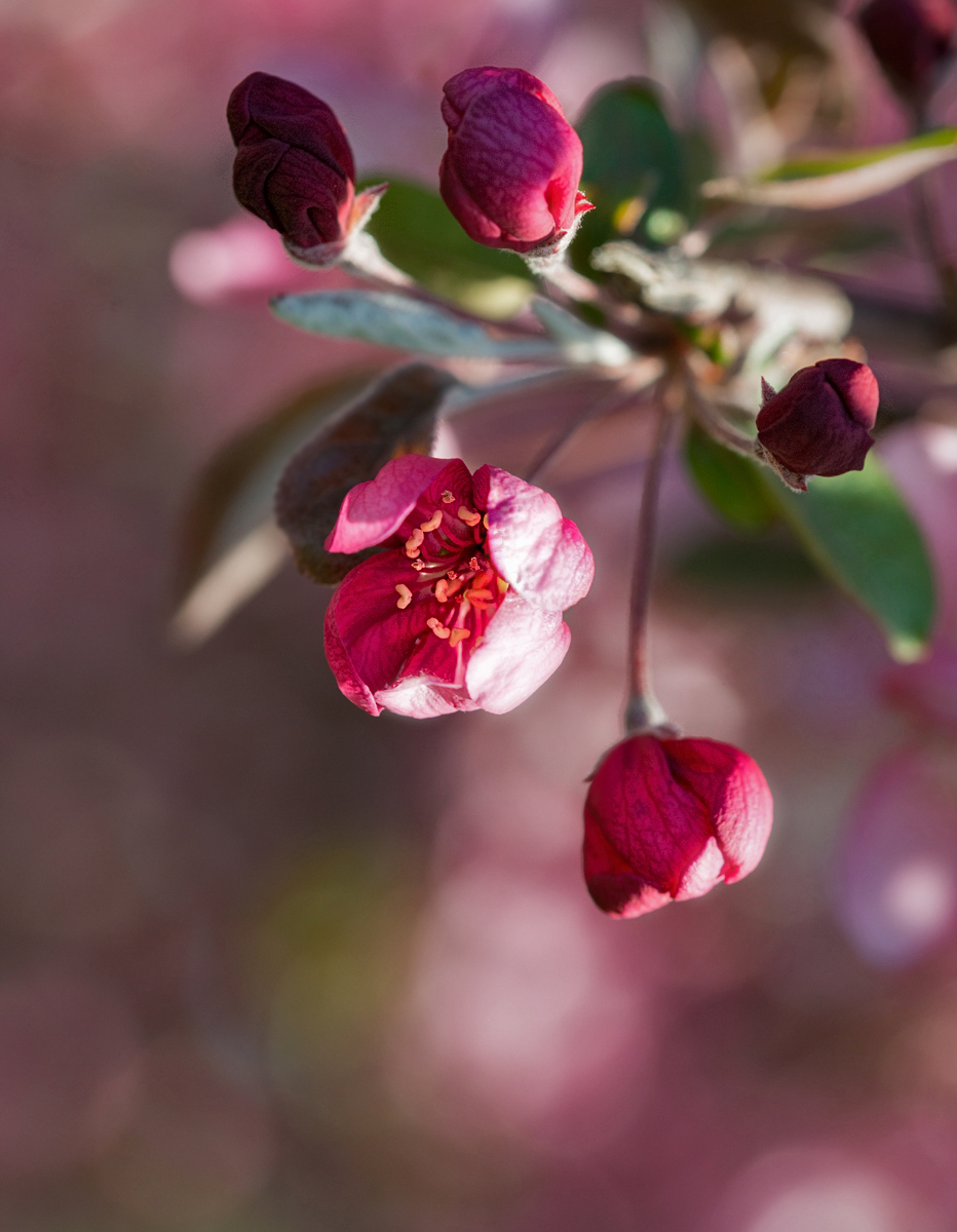 Burst of Spring