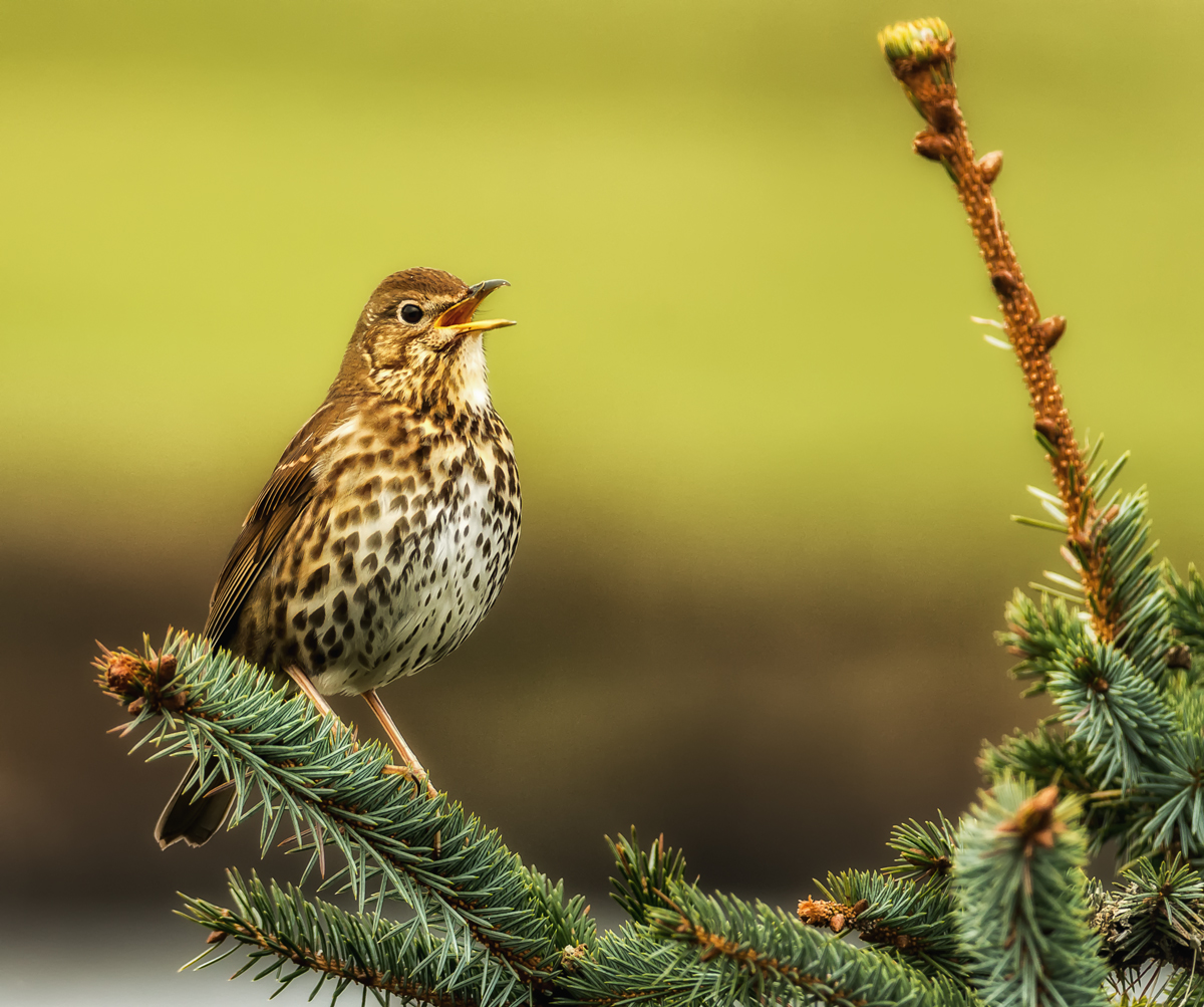 Sing like a bird