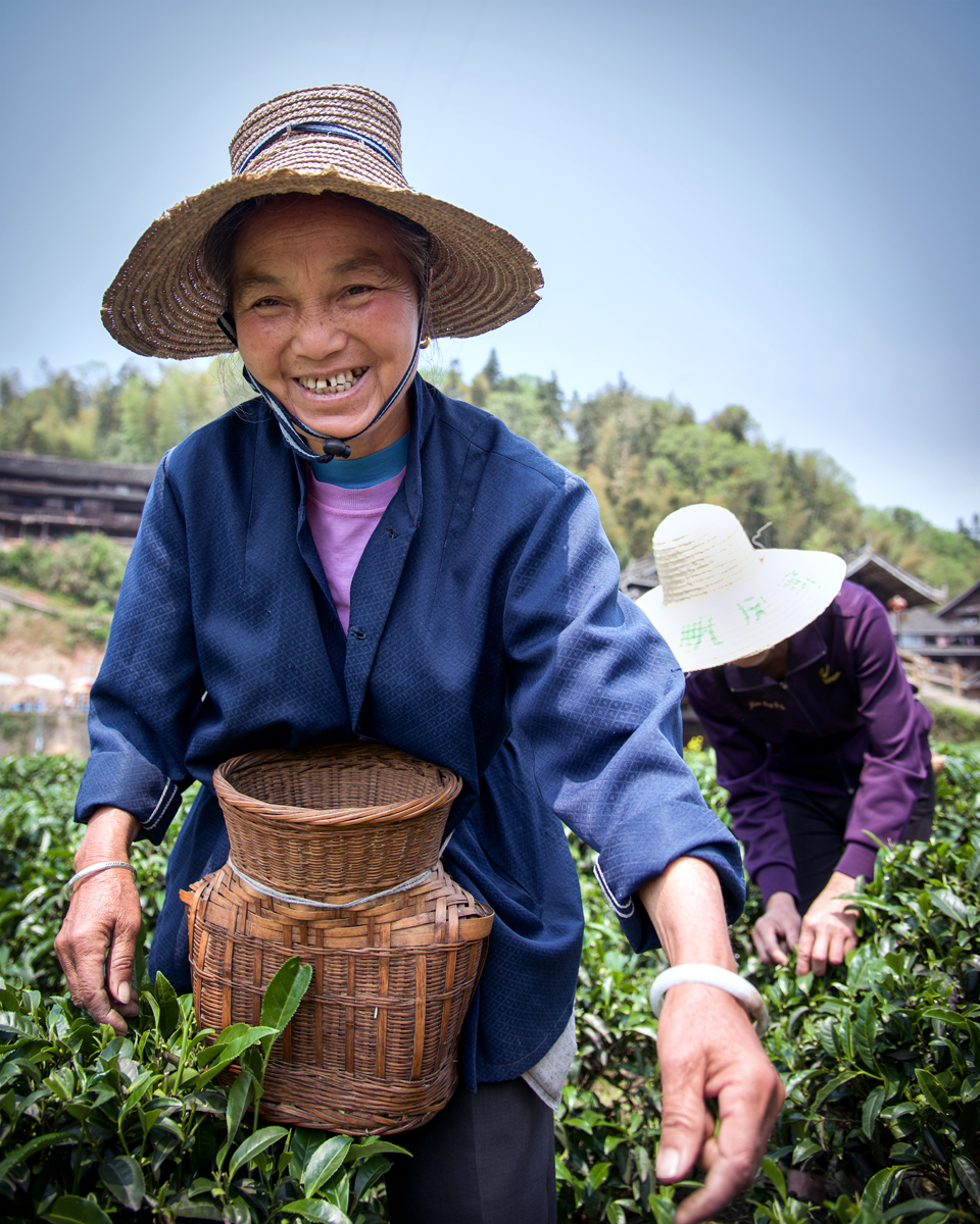 Tea Picker