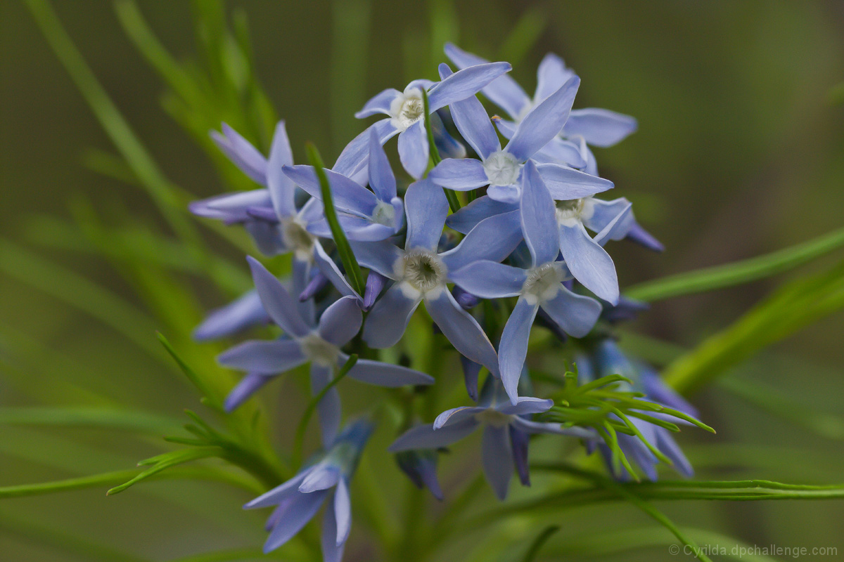 Tiny Mite on the Blue Star