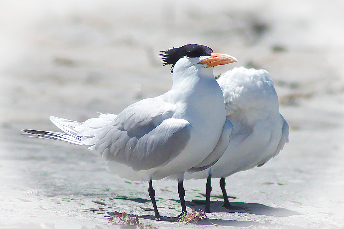 Would you believe a headless tern?