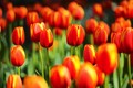Tulipmania