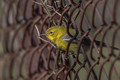 Pine Warbler