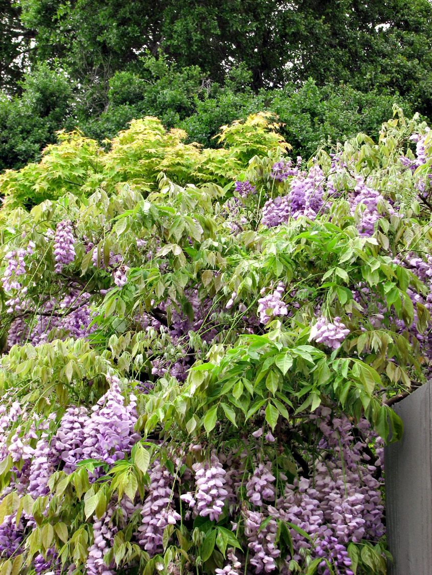 Shades of Green