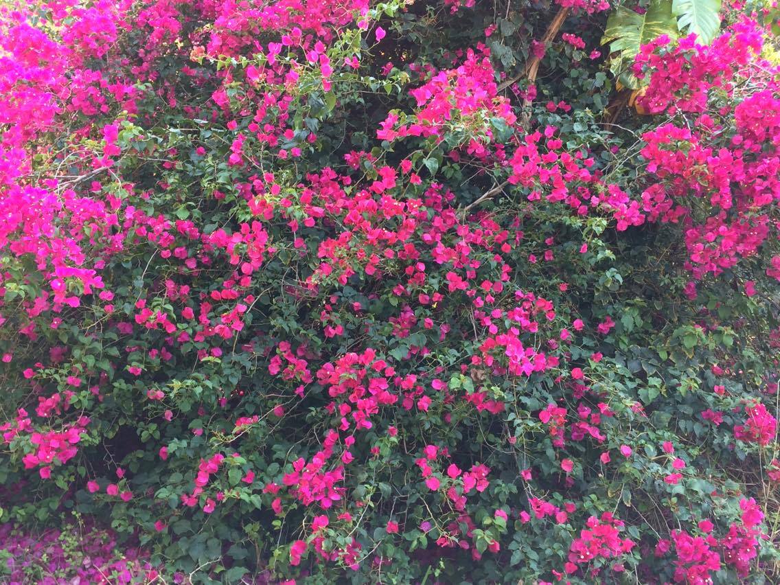 Bougainvillea bourgeoisie