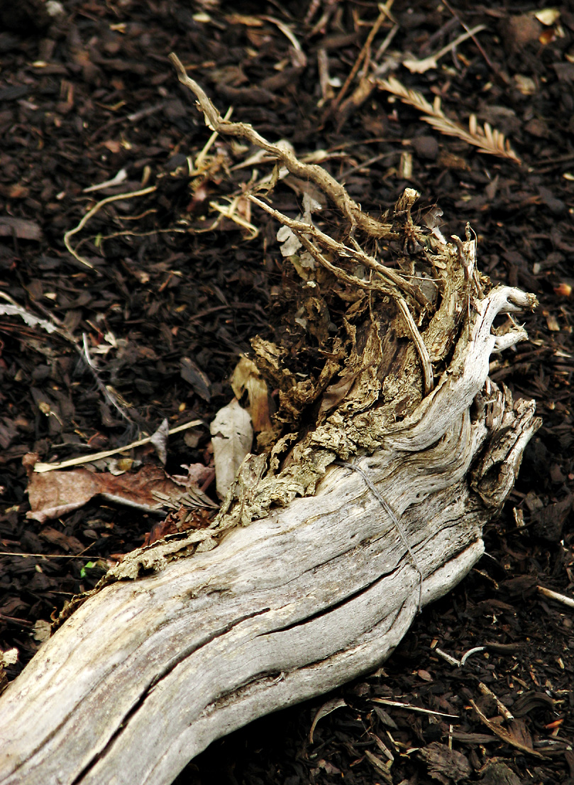 Weathered Wood