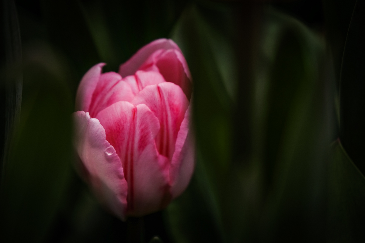 Tulip