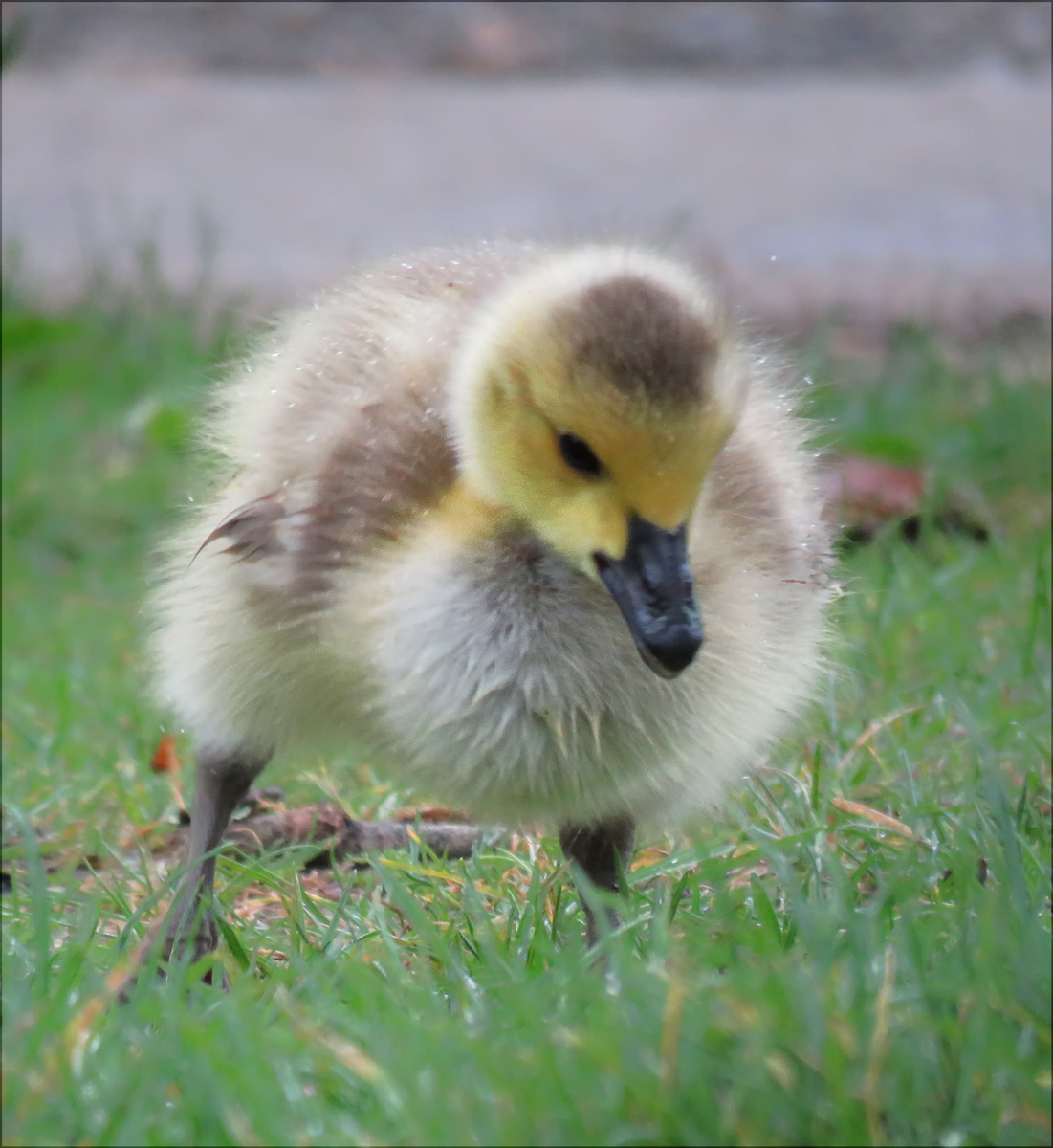 Chick's Eye View