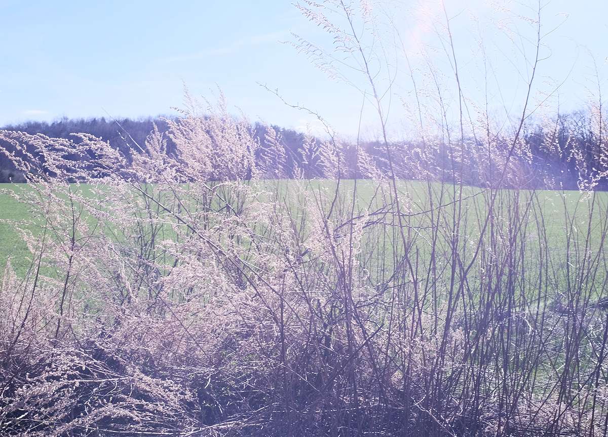 Down Among the Reeds and Rushes