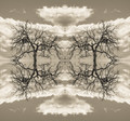 Conjoined Oaks