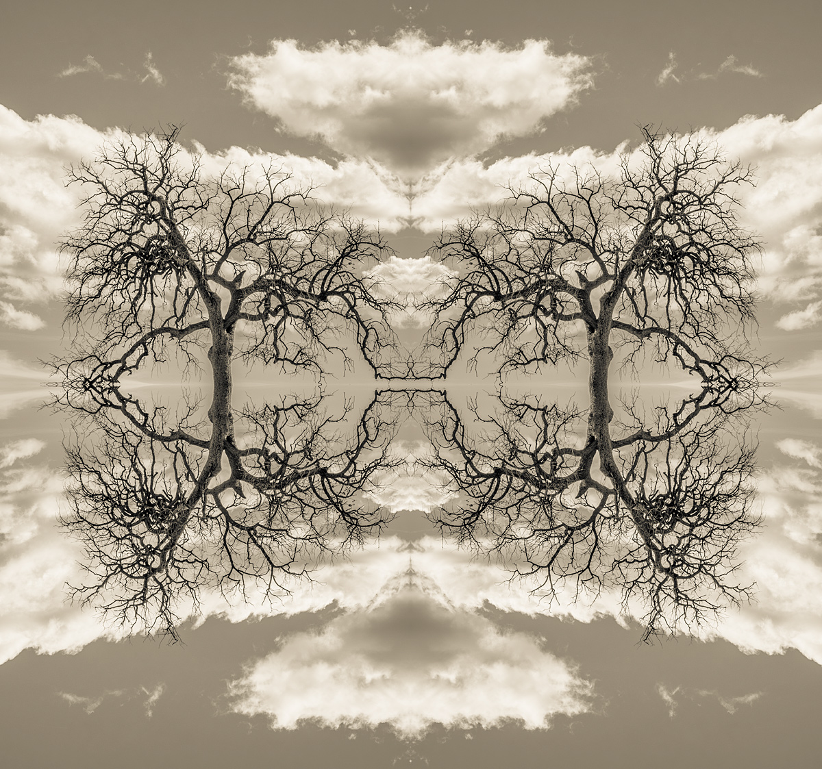 Conjoined Oaks