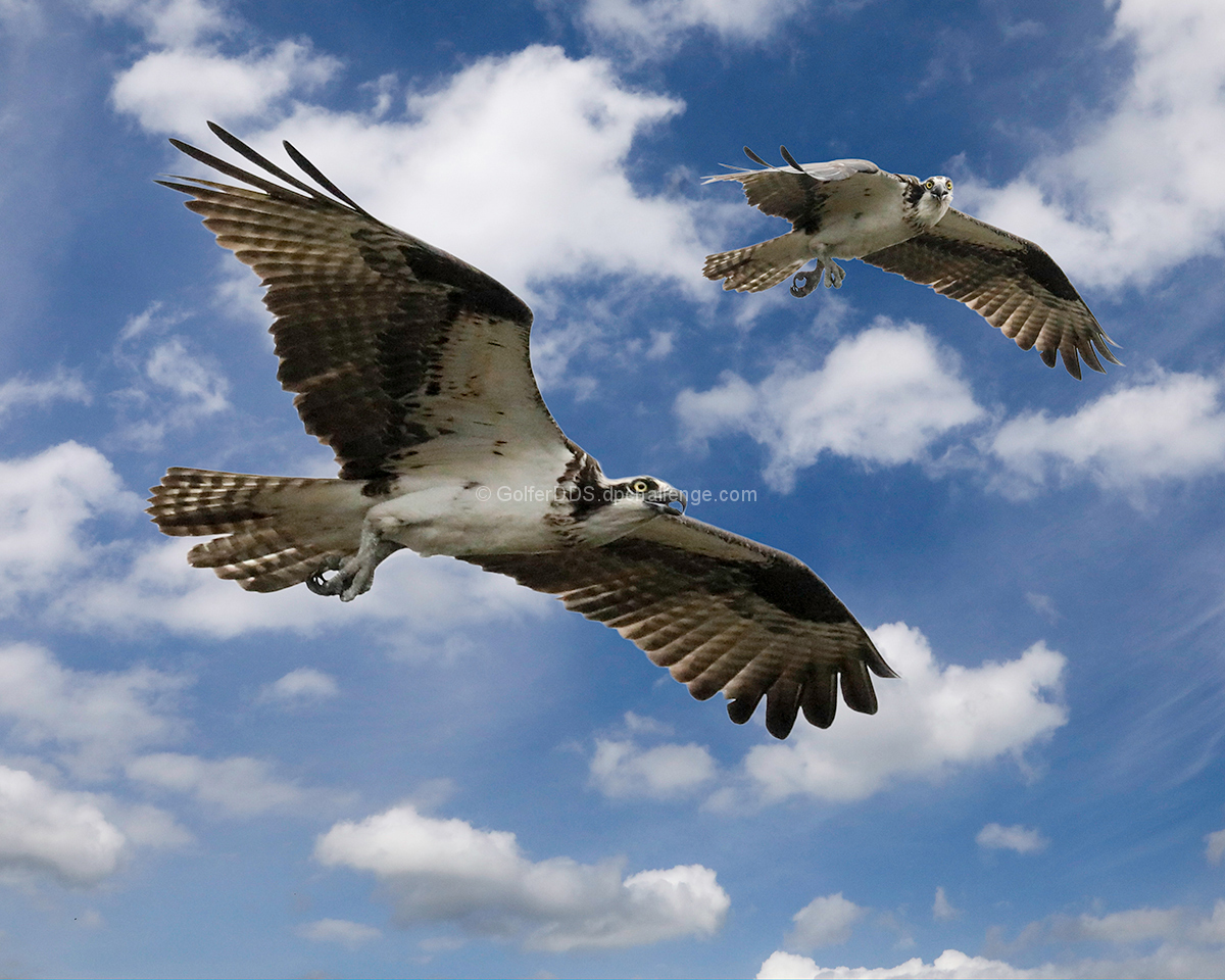 Osprey In Flight