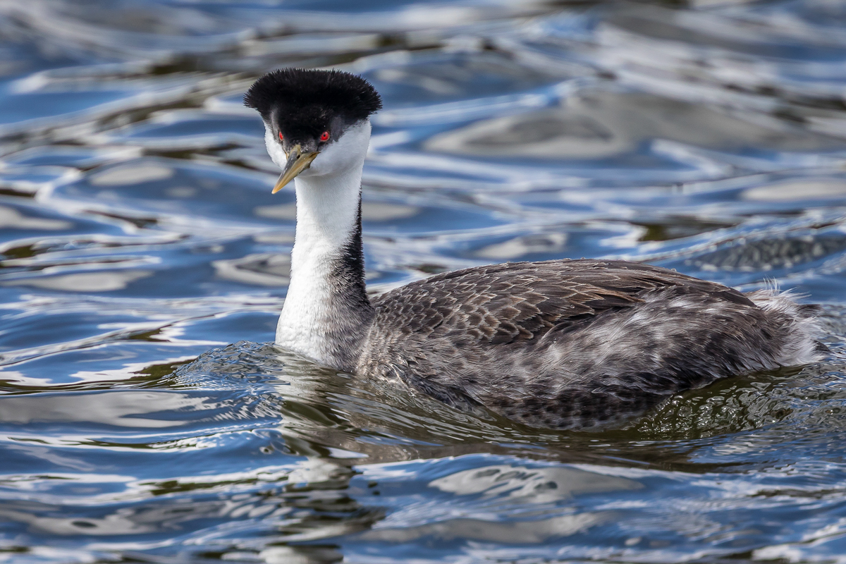 Close Encounter of the 3rd kind,  Laser-eyed Grebe (Western)