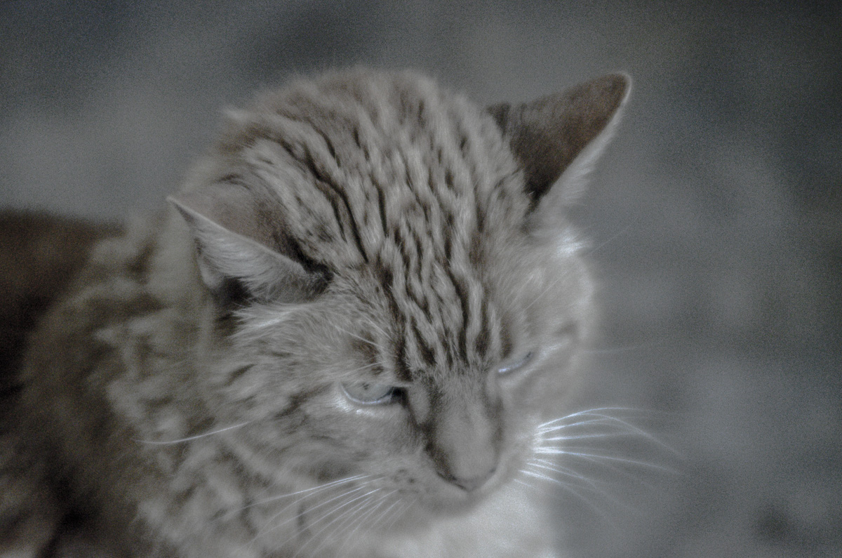 A Cat for Melethia