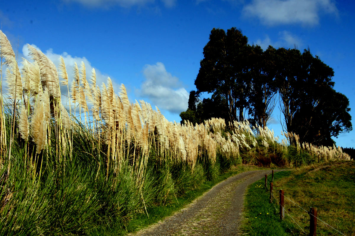 TOE TOE Grasses Standing like sentries ...