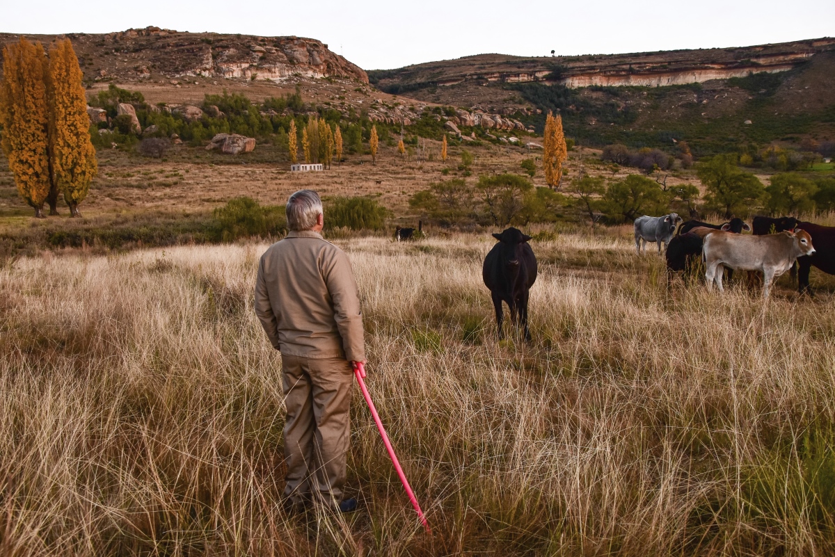 Counting cattle