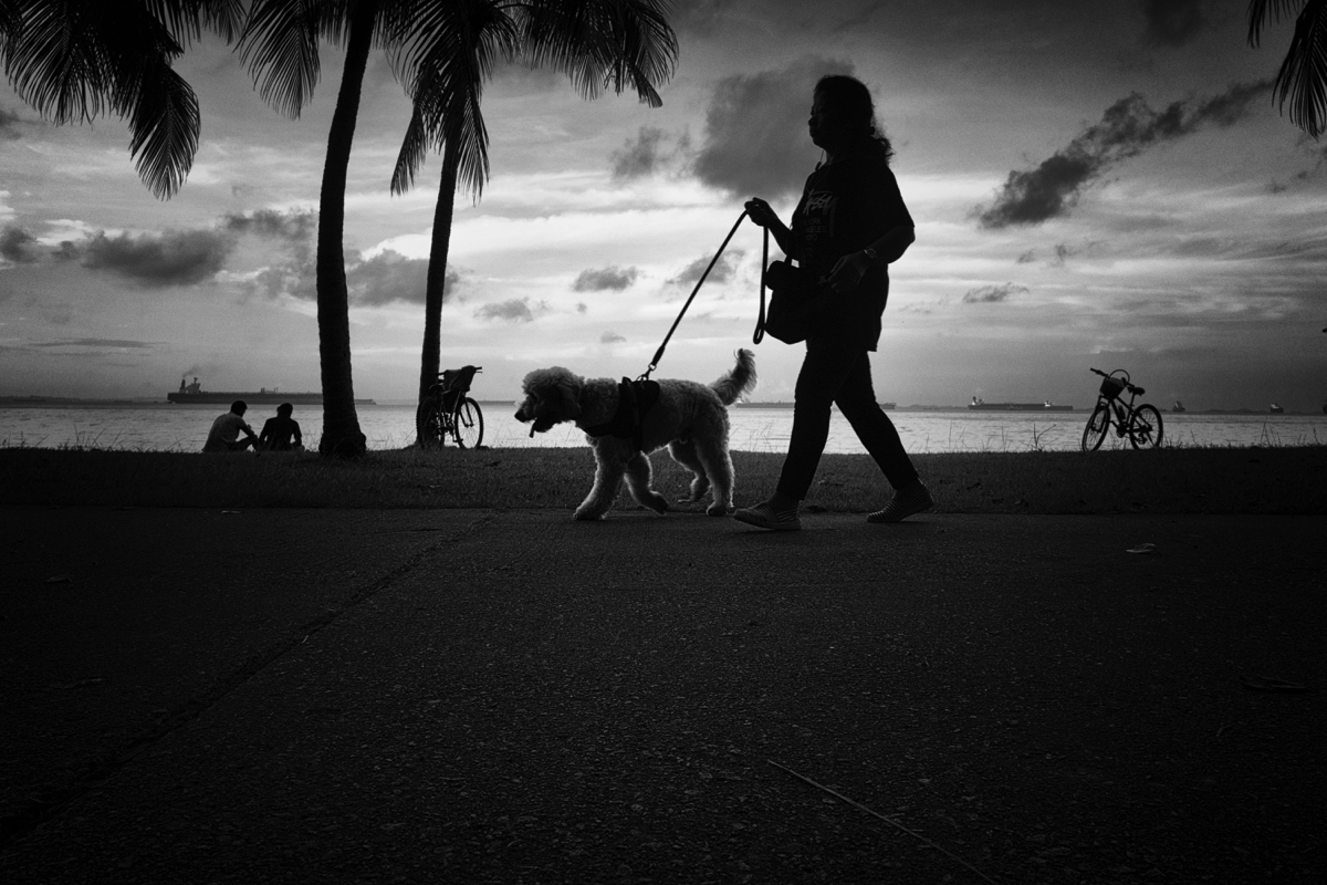 Taking The Human For A Walk