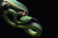 IMG Viper