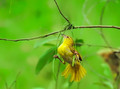 Building a nest