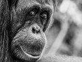 Orangutan:Looking Back