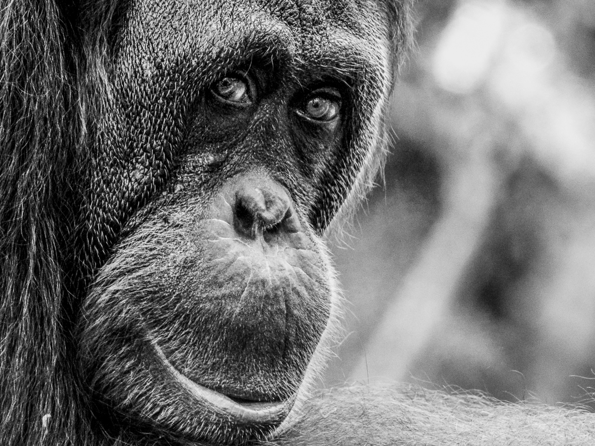 Orangutan:Looking Back