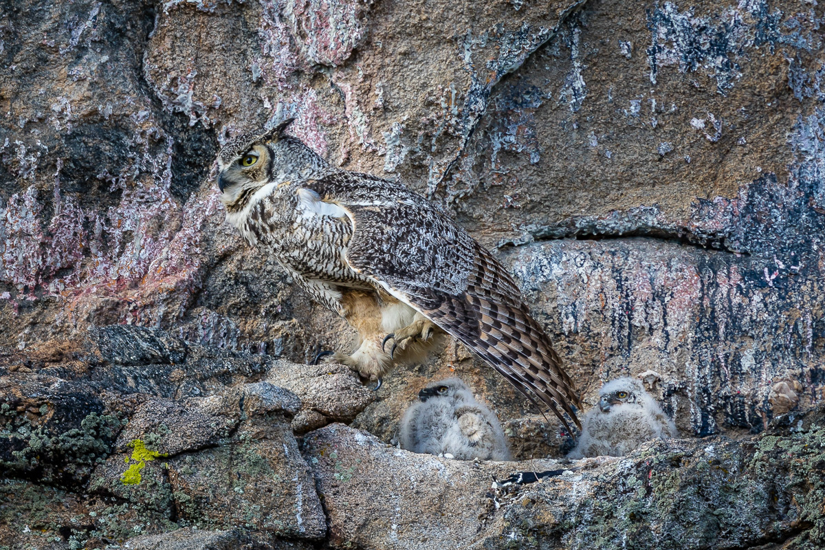 Protecting the Owlets