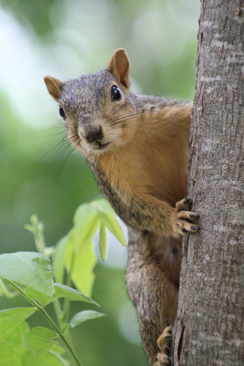 Mommy Squirrel