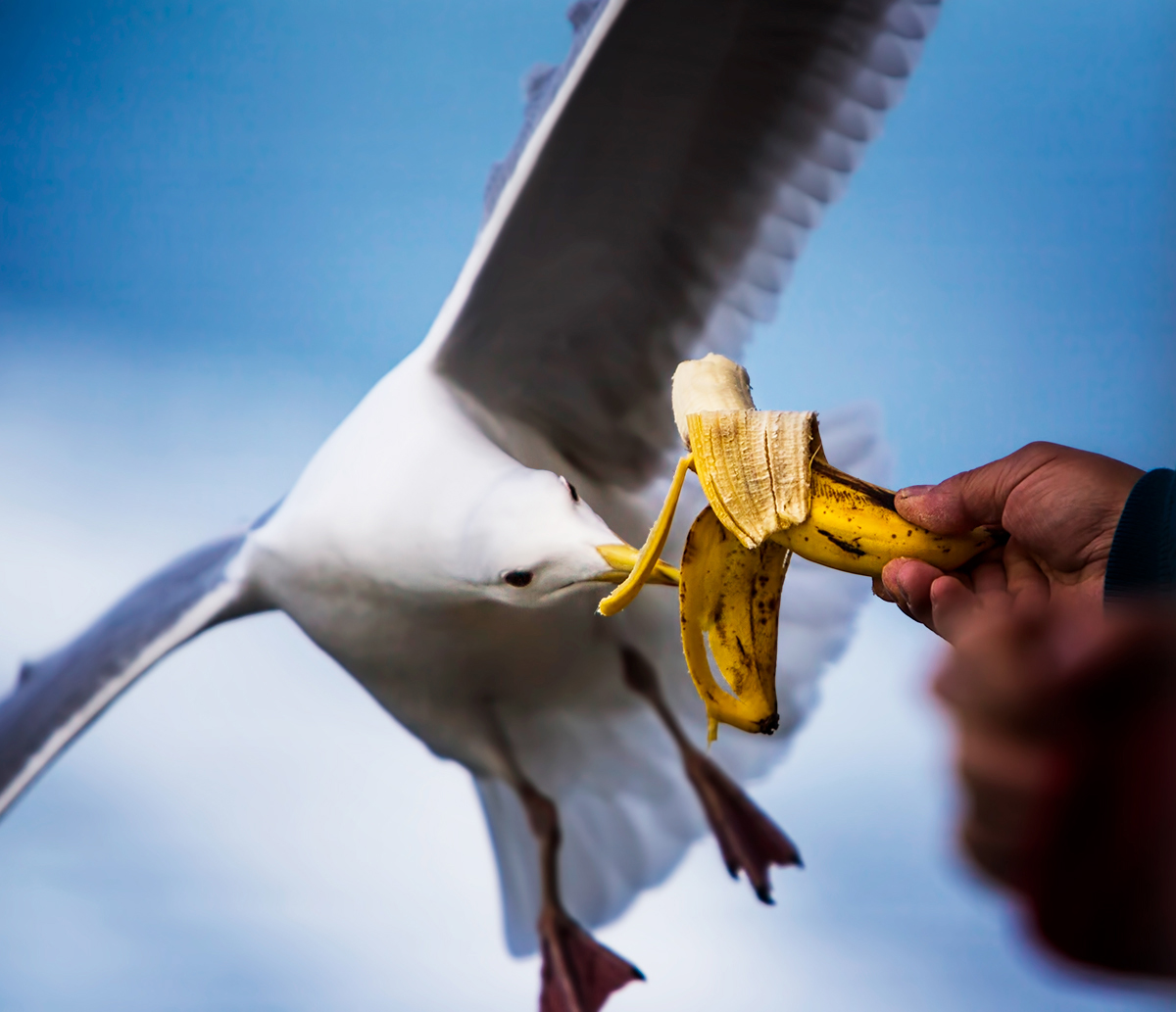 Do Birds Eat Bananas?