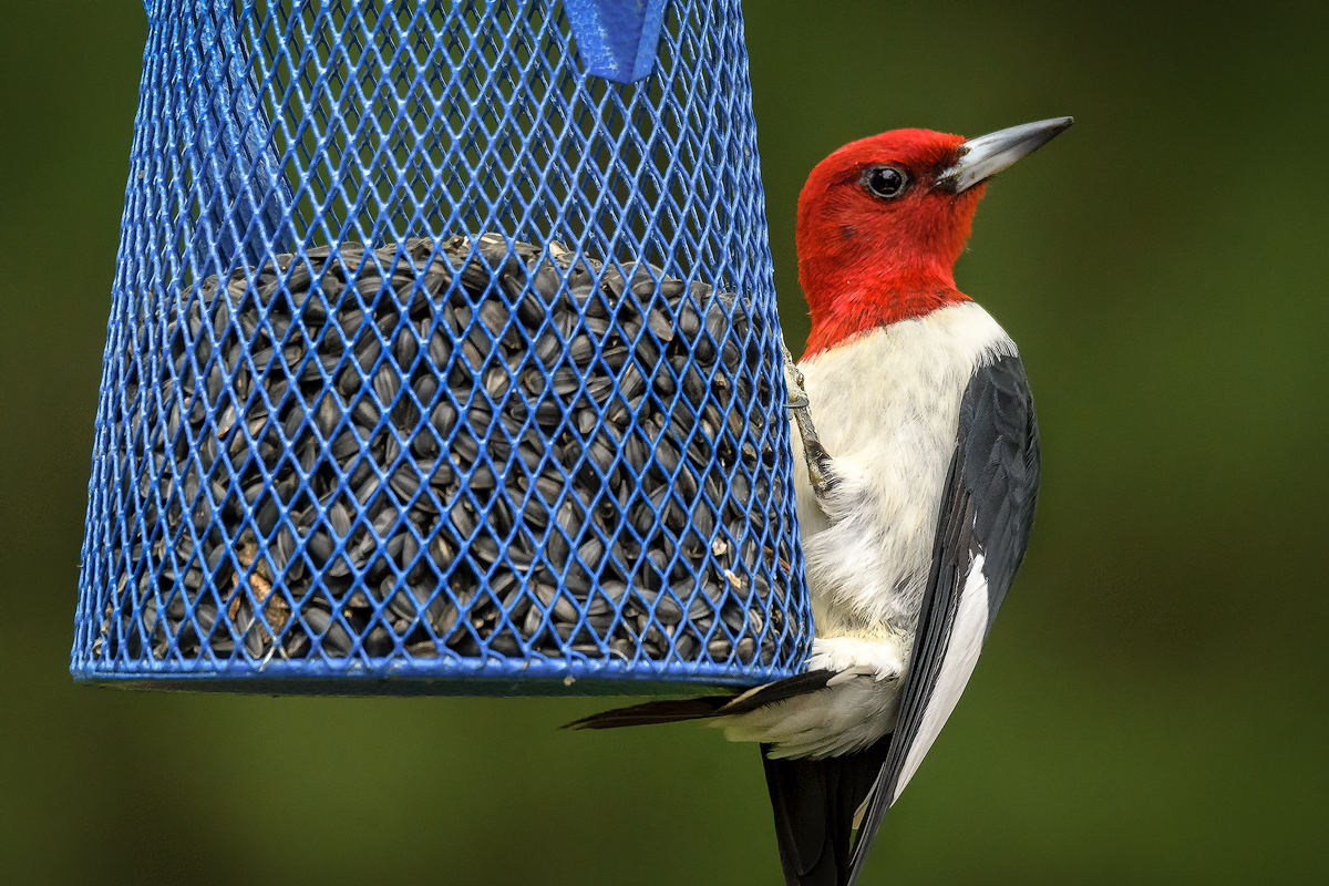 Red-Headed Woodpecker