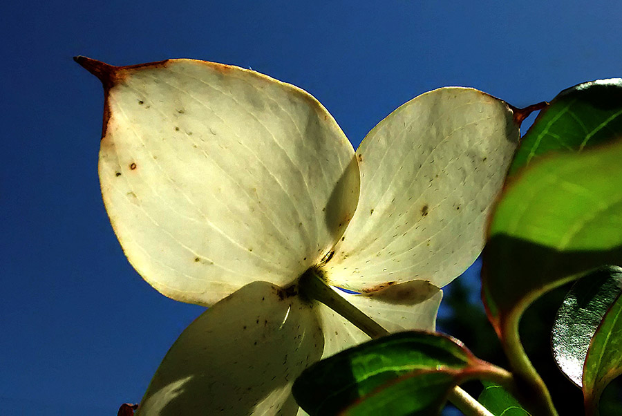 Kentucky Kousa Dogwood