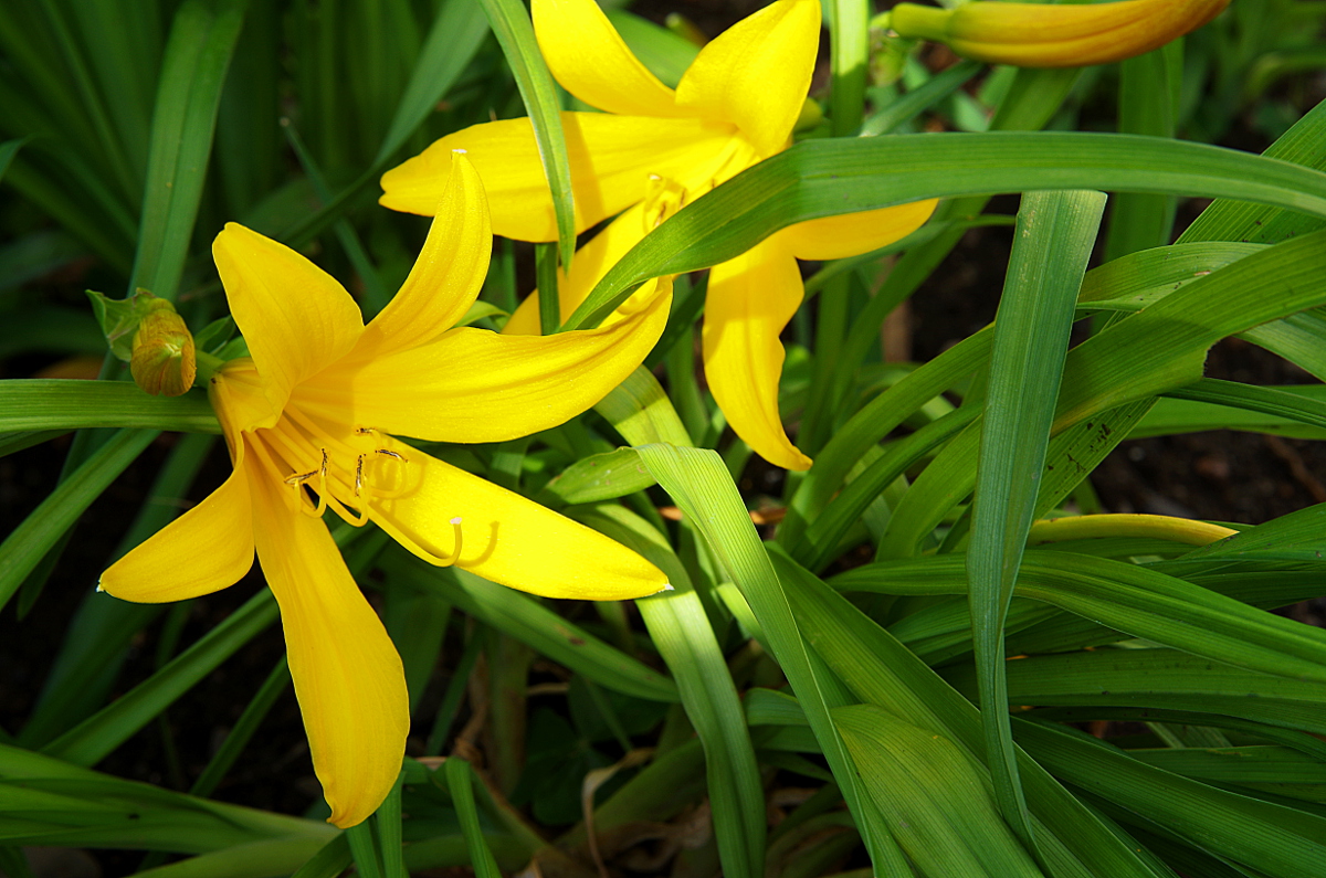 Spring Lilies