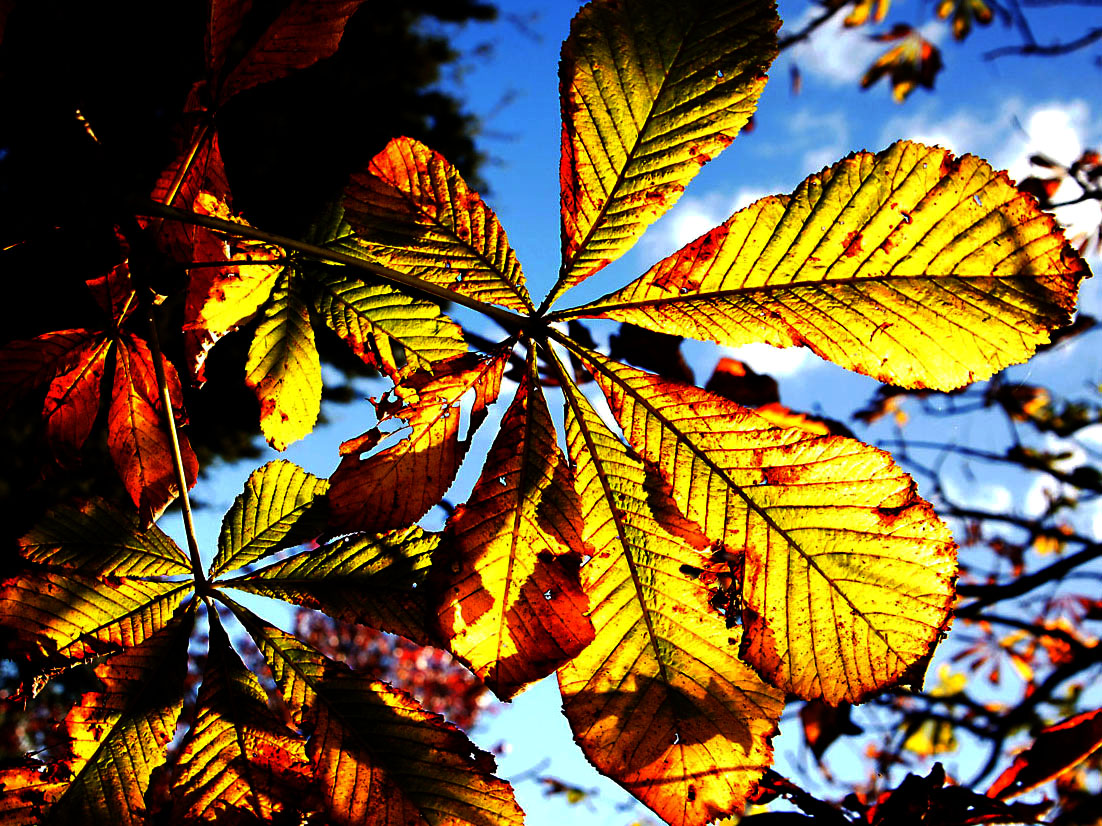 Autumn Leaves.