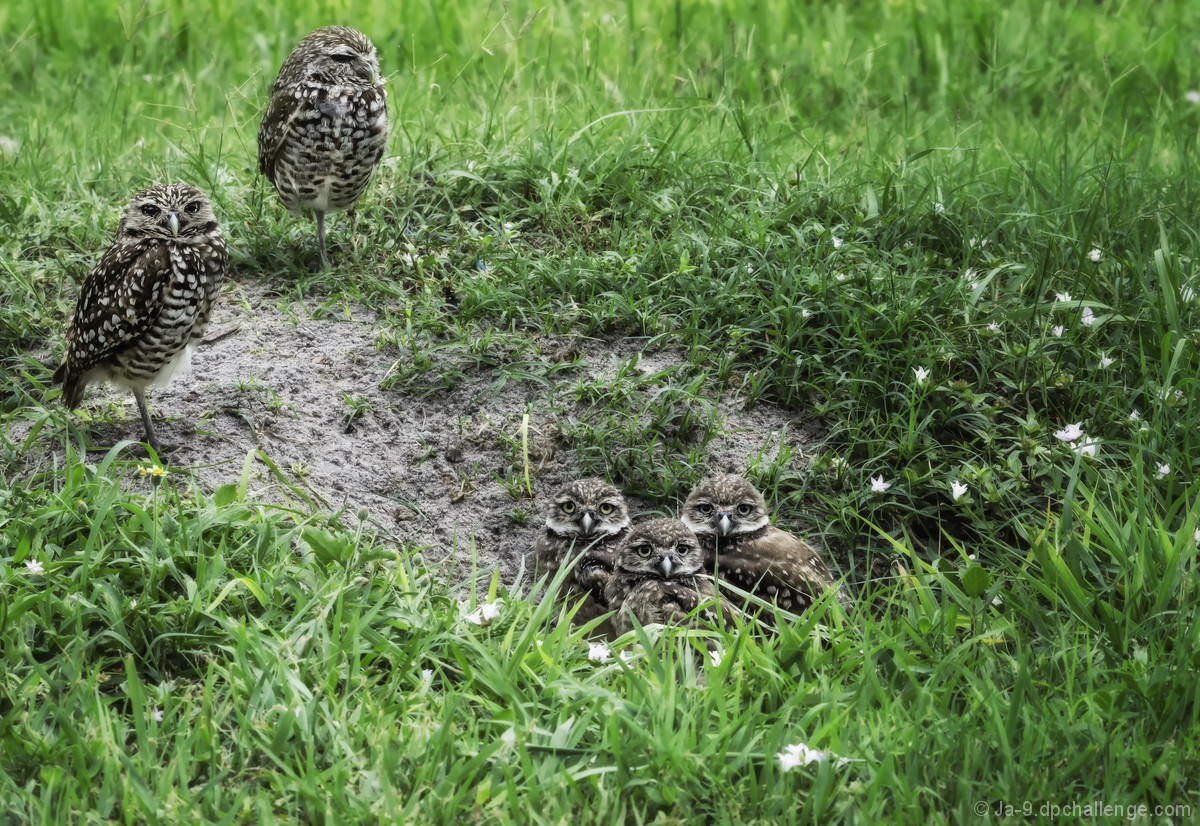 Family Portrait ~ Burrowing Owls 