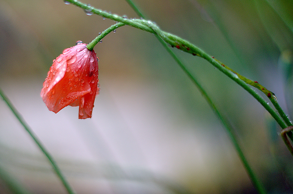 Rainy Day Flower