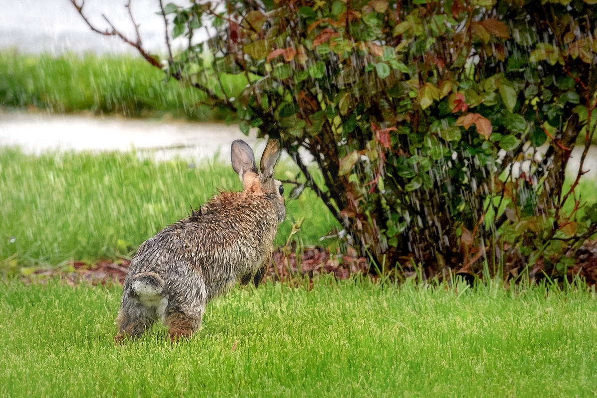 Turn Tail and Head Home