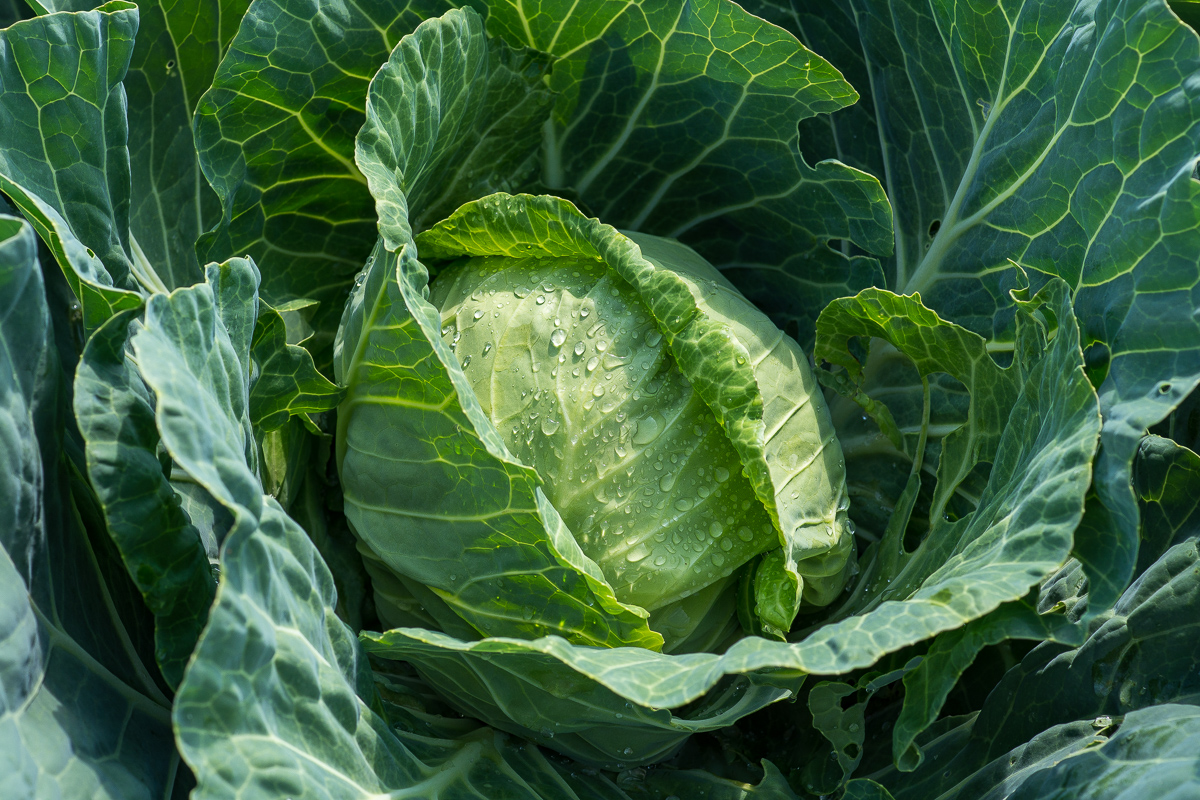 Growing While Nobody's Looking - Emerging Spring Cabbage