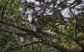 strike a pose    (Sciurus carolinensis, Eastern grey squirrel)