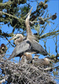 Great Blue Herons with chicks