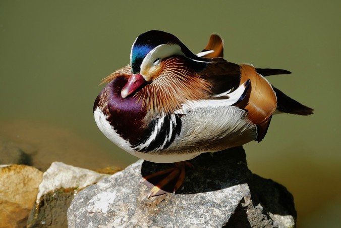 sleeping on a rock