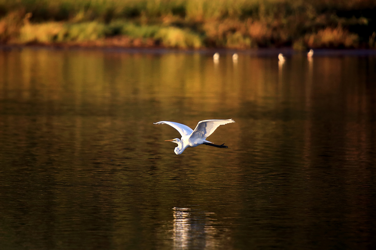 The Great Egret!